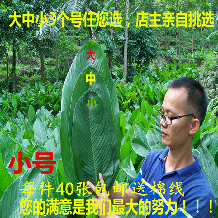 顺丰包邮粽叶新鲜现下单摘现发广西大粽叶裹蒸粽非箬叶竹叶送绵线