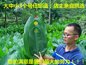 新鲜粽叶广西特产大粽叶现摘发货裹蒸粽柊叶 送棉线非箬叶竹叶 包邮