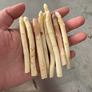 白芦笋细芦笋嫩芽不用去皮没有老根新鲜现挖蔬菜脆嫩