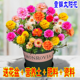 重瓣太阳花种孑四季开花易活花卉植物室内花种子盆栽阳台花种籽子