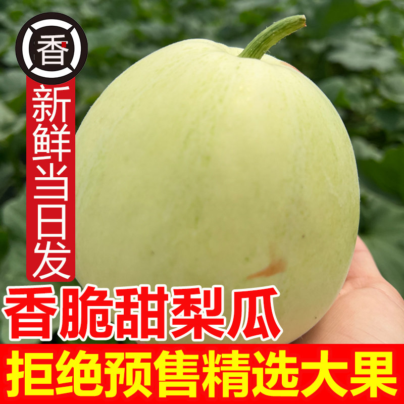 现摘现发香瓜甜瓜江西本地梨瓜新鲜当季水果特产大脆瓜整箱包脆甜