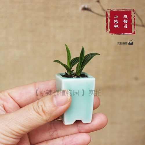 日本迷你花稿球茎成品小盆景