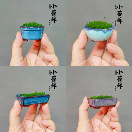 拇指盆豆盆鲜活苔藓白发藓短绒苔藓青苔微景观小盆栽室内办公室桌