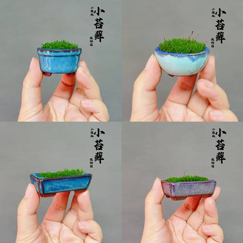 苔藓小盆栽室内好养耐阴鲜活