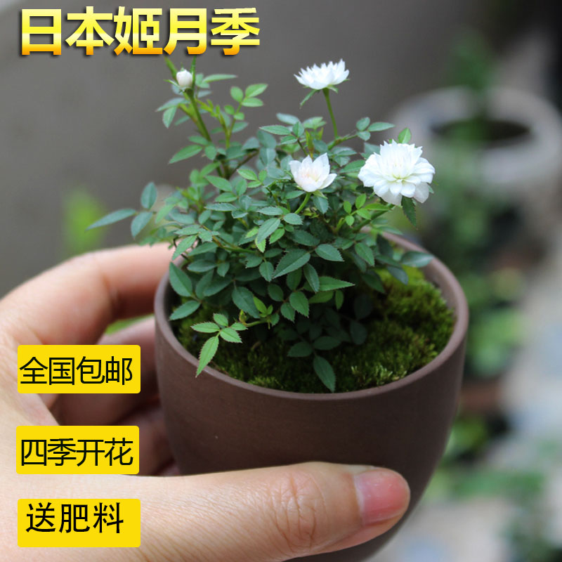 日本迷你姬月季盆栽绿植开花