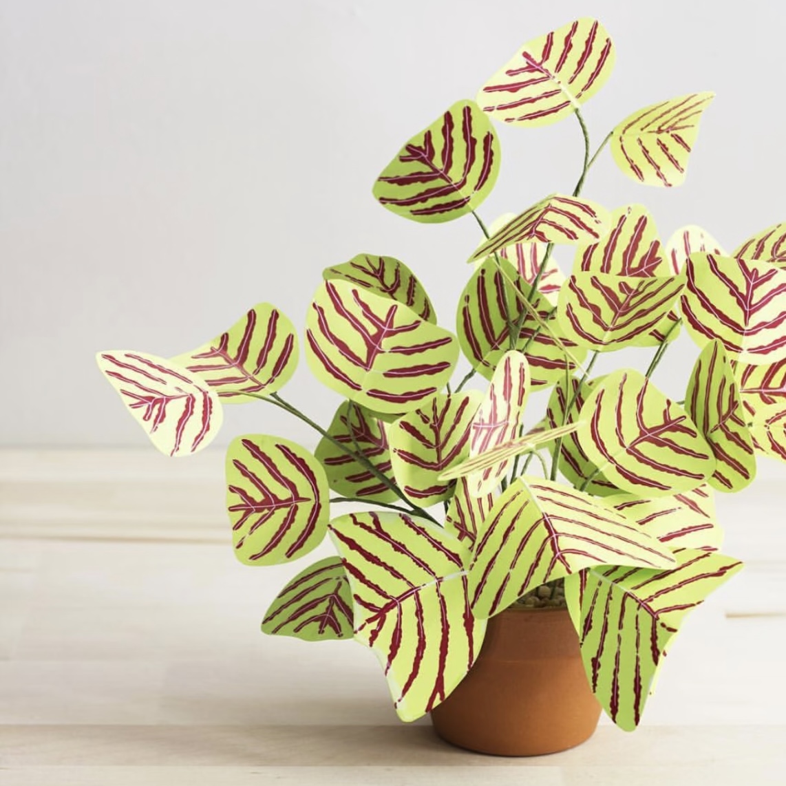 趣味山野草飞机草蝙蝠草蝴蝶草植物阳台掌上观叶盆栽书桌绿植耐阴