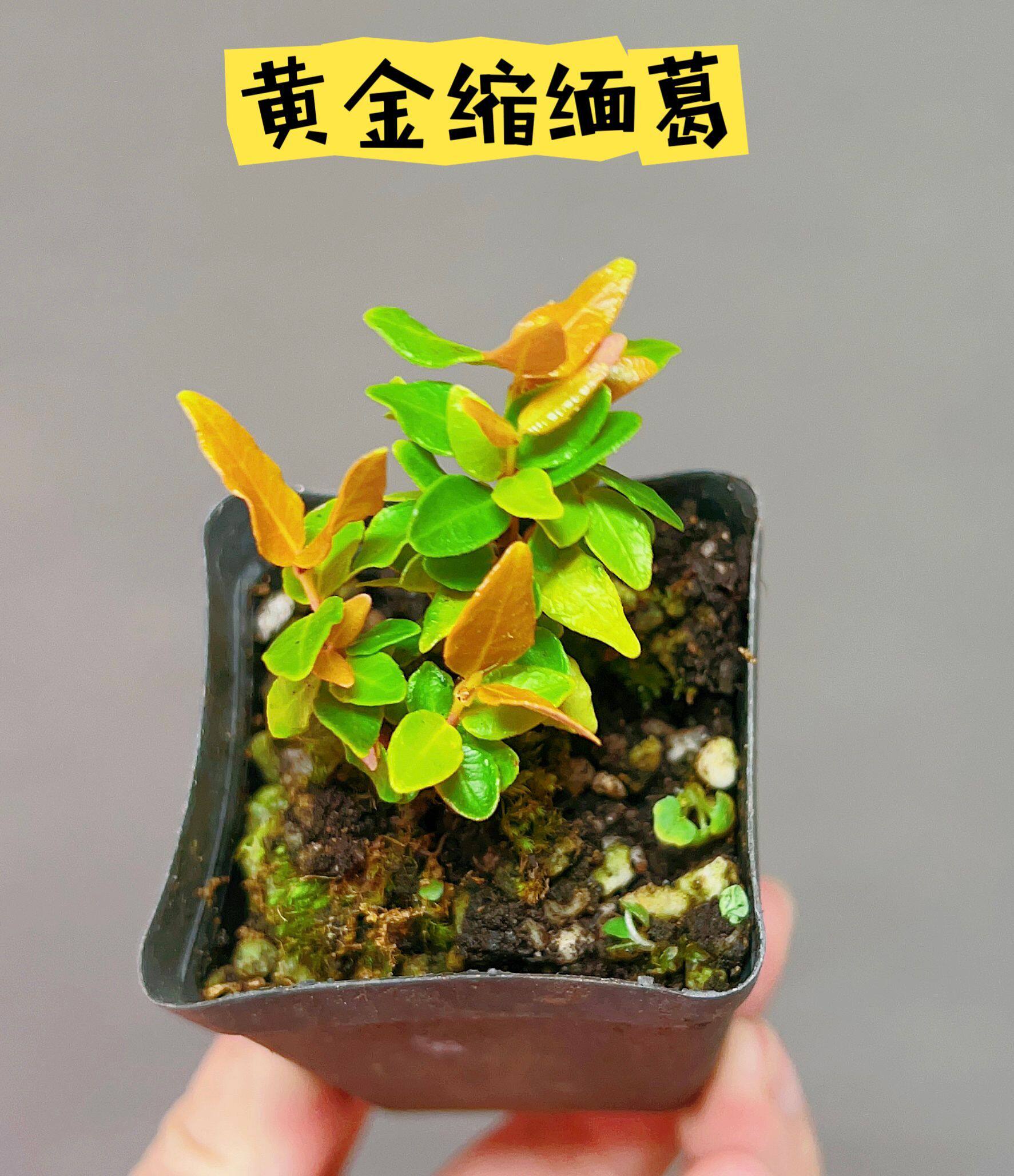 桌面小绿植物变色黄金缩缅葛微型盆景素材小苗阳台观叶小盆栽四季