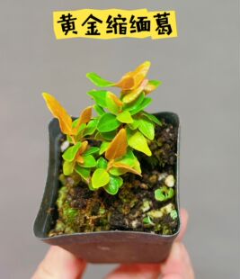 桌面小绿植物变色黄金缩缅葛微型盆景素材小苗阳台观叶小盆栽四季