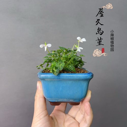 日本山野草屋久岛堇菜八重山