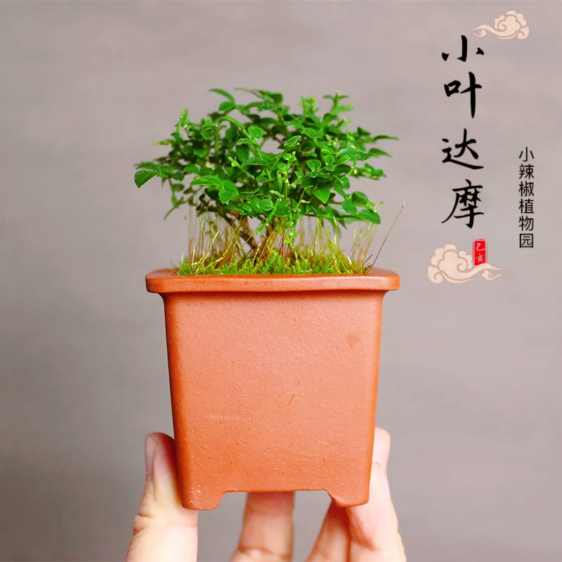 迷你盆栽室内小叶达摩绿植植物
