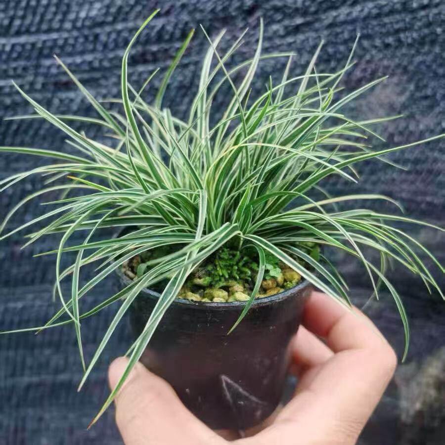 山野草银丝苔草小盆栽小绿植物多年生耐寒耐热四季组盆室内外盆景