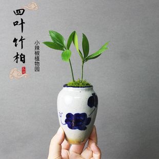 耐阴室内办公室电脑桌上微型迷你小绿植植物小盆景盆栽四季 可水培