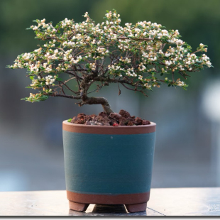 日本天皇梅盆景微型盆景小品花卉阳台窗台绿植盆栽素材造型开花