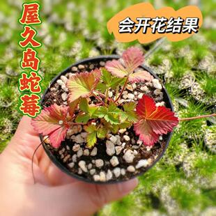 日本山野草 屋久岛蛇莓 匍匐生长 四季好养小盆景盆栽微型小植物
