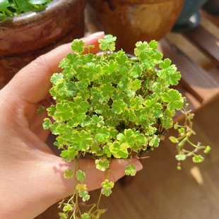 花叶天胡荽盆栽耐阴盆景室内阳台桌面绿植花卉植物好养活四季常青
