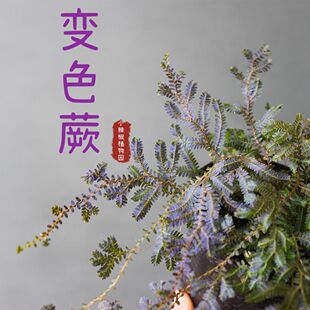可水培植物蕨类变色蕨微景观耐阴生态瓶绿植水陆雨林缸吸水石假山