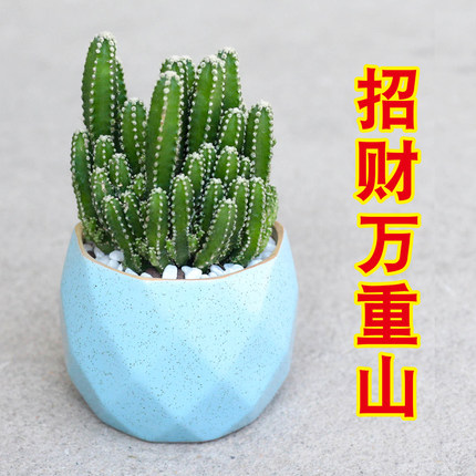 仙人掌万重山不夜城芦荟多肉植物花卉办公室桌面小盆栽植物防辐射