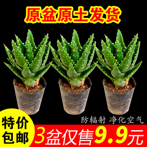 不夜城芦荟盆栽室内净化空气桌面