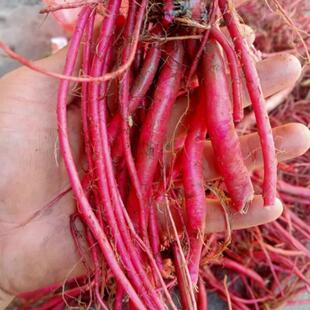 贵州特产新鲜红牛膝湿货发货纯根 可以种一斤包邮