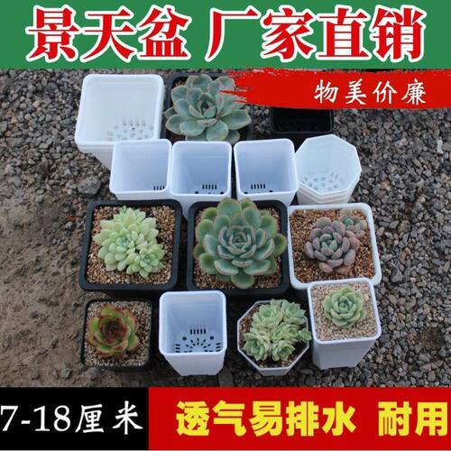 塑料黑色育苗扦插小方盆简约花盆