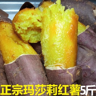 玛莎莉红薯精选中果5斤装 软糯香甜细腻无丝新鲜番薯产自山东威海