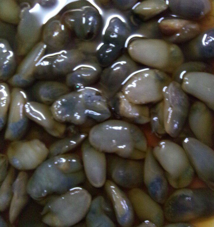 泥螺220g每瓶 醉泥螺黄泥螺温州特产无沙 个大香脆新鲜 醉海鲜