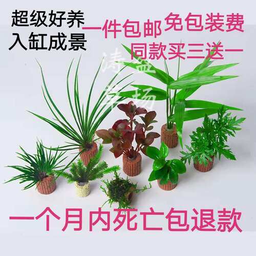 活体系列造景水草定植