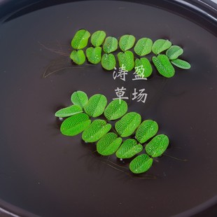 蜈蚣萍 槐叶萍 浮萍水草 鱼龟缸造景活体懒人净化水