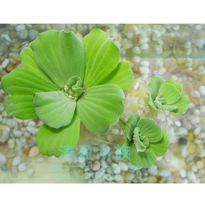 浮性水草水芙蓉水上莲花浮萍大叶浮萍送泡沫箱 涛盈水族 淘优券