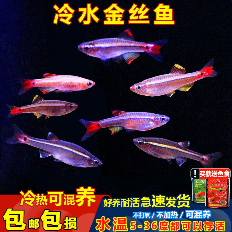 白云金丝鱼原生鱼冷水鱼长鳍瑰丽金丝淡水冷水好养耐活青鳉观赏鱼