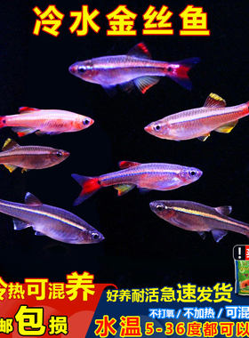 冷水小型灯壳鱼不怕冷观赏原生鱼