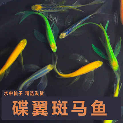 翡翠碟翼斑马荧光斑马鱼孔雀鱼蝶翼长尾小型活鱼冷水鱼热带观赏鱼