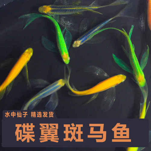 翡翠碟翼斑马荧光斑马鱼孔雀鱼蝶翼长尾小型活鱼冷水鱼热带观赏鱼