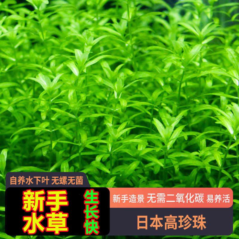日本珍珠草自养水下叶中后景草缸造景无需二氧化碳高珍珠水草鱼缸