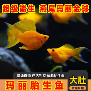 金玛丽球燕尾黑玛丽奶牛玛丽古法缸吃油膜观背青鳉新手米奇观赏鱼