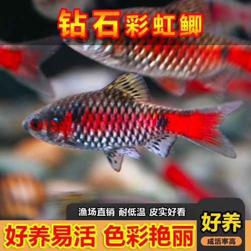 钻石彩虹鲫进口鲤科小型活体群游观赏鱼冷水耐寒易养热带鱼原生鱼