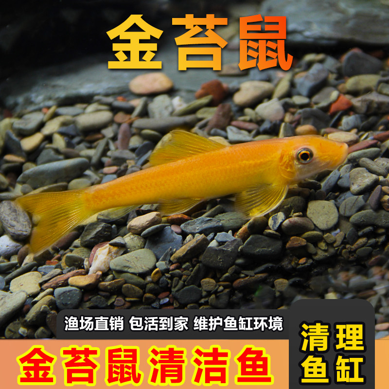 金苔鼠清道夫观赏鱼清苔鼠鱼除藻斑马工具鱼淡水清洁粪便清洁鼠鱼