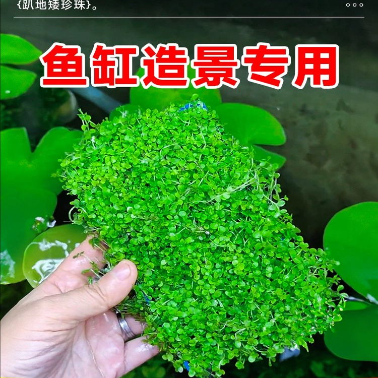 爬地矮珍珠水草日本趴地矮珍珠