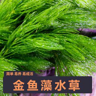 金鱼藻水草鱼缸懒人孔雀鱼水草活体植物水族箱后景绿菊蜈蚣草阴性