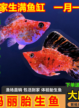奶牛玛丽球鱼红色玛丽鱼古法缸下小鱼新手冷水鱼好养小皮球观赏鱼