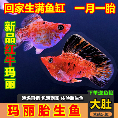 红色奶牛玛丽鱼胎生鱼广温易养活