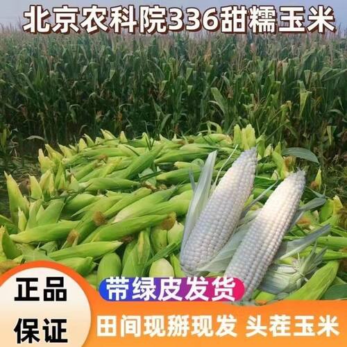 玉米鲜生北京336白甜糯玉米现摘非转基因新鲜无农残带皮顺风包邮