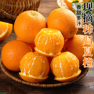秭归脐橙现摘现发鲜水果9斤