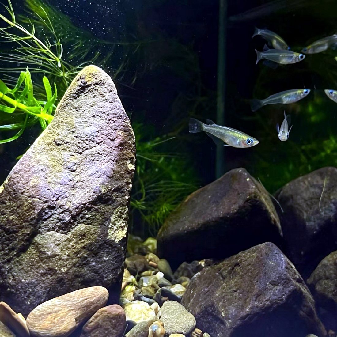 原生白云金丝红树林水族桂系青鱂鱼耐寒热群游蓝眼睛幽灵除油膜鱼