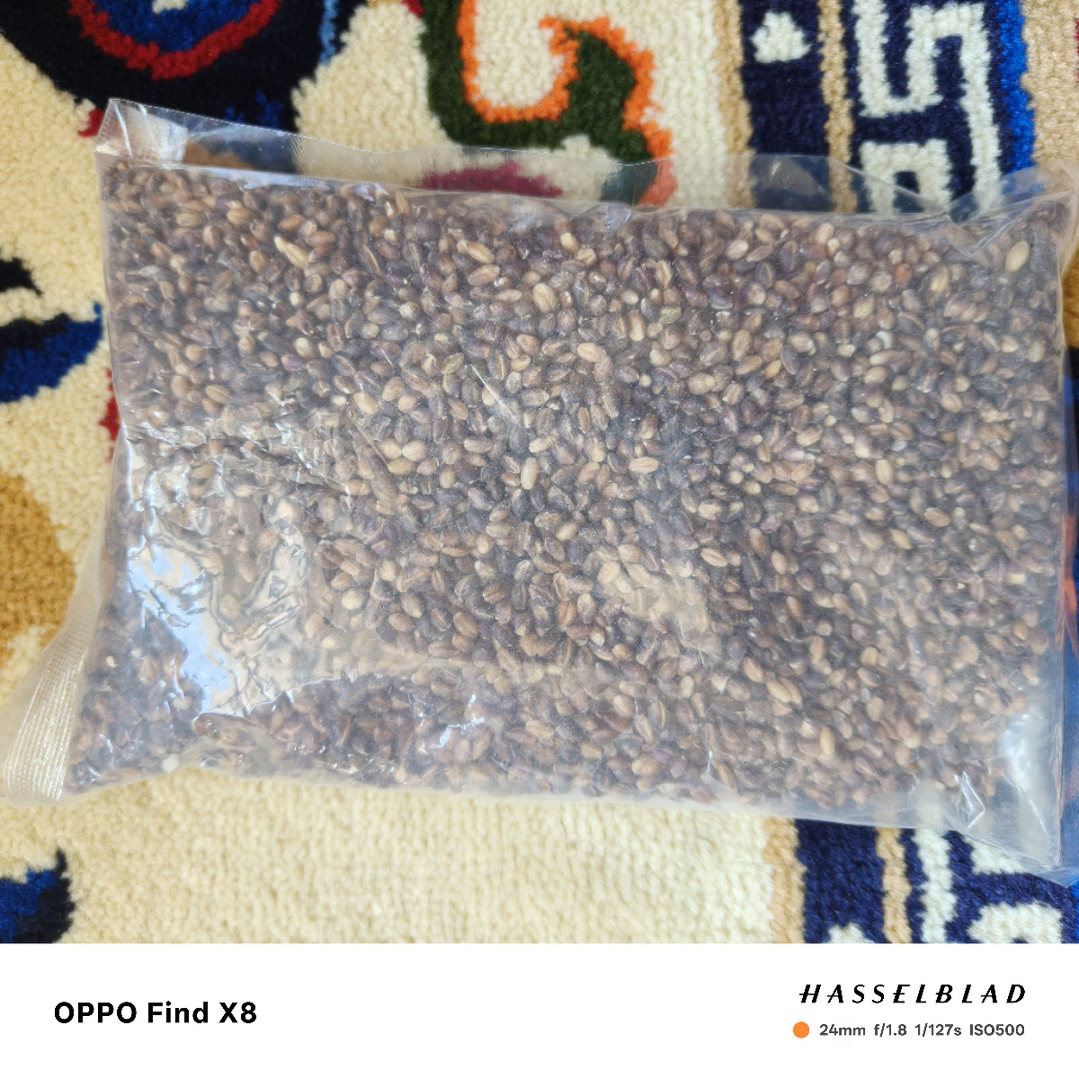 藏区 香格里拉 生态青稞