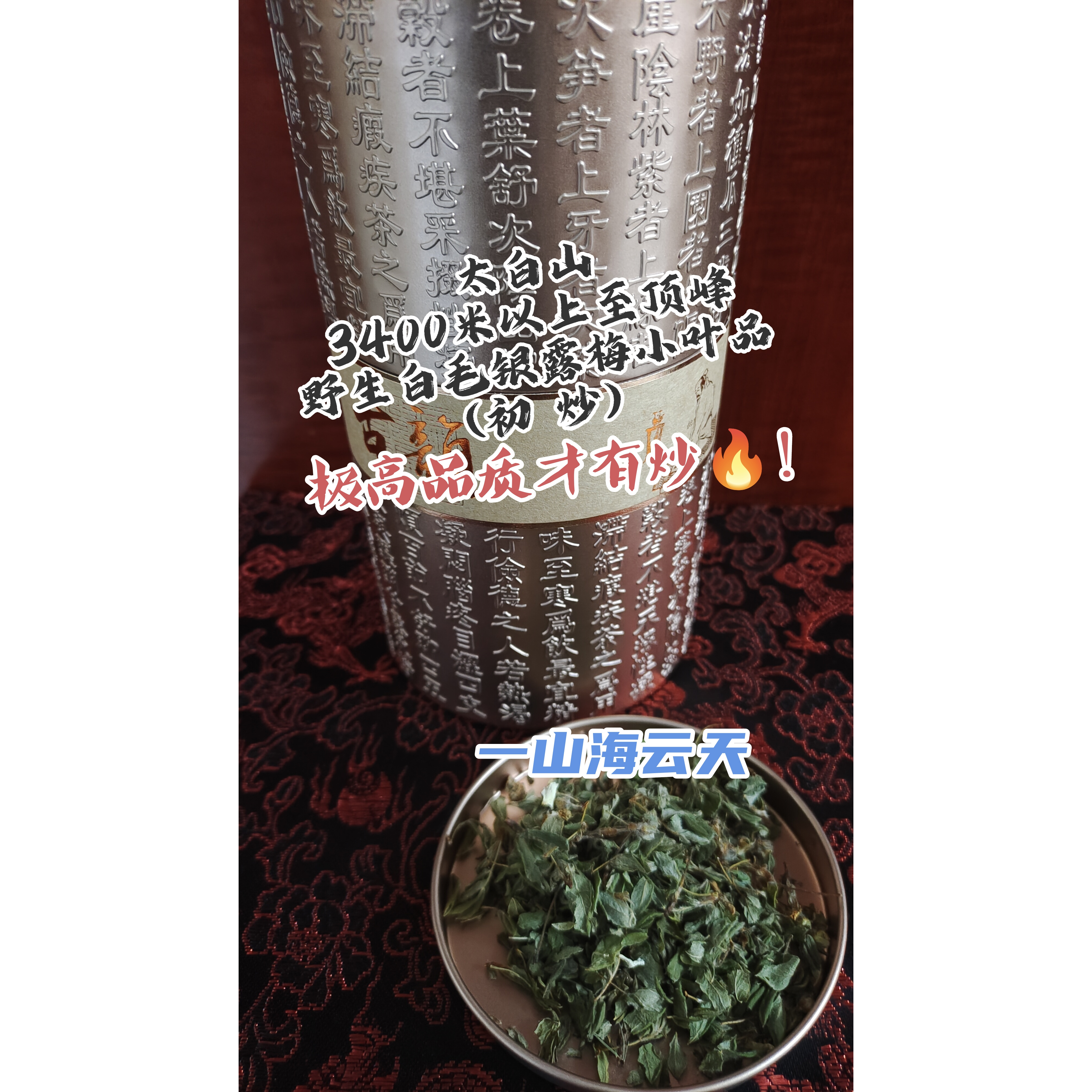 太白山3400米以上至顶峰药王观音茶婆野生白毛银露梅小叶少花初炒
