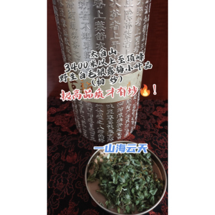 太白山鳌太3400米以上至顶峰药王道茶野生白毛银露梅小叶少花初炒