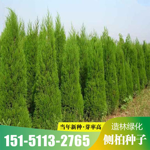 优质新采侧柏种子侧柏树种子柏树种子扁柏种子散装野生育苗林木籽