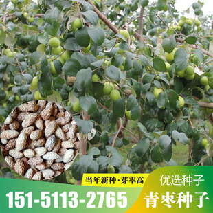 水果牛奶青枣种子香甜口渴苗树苗台湾林木种籽树种子庭院种植包邮