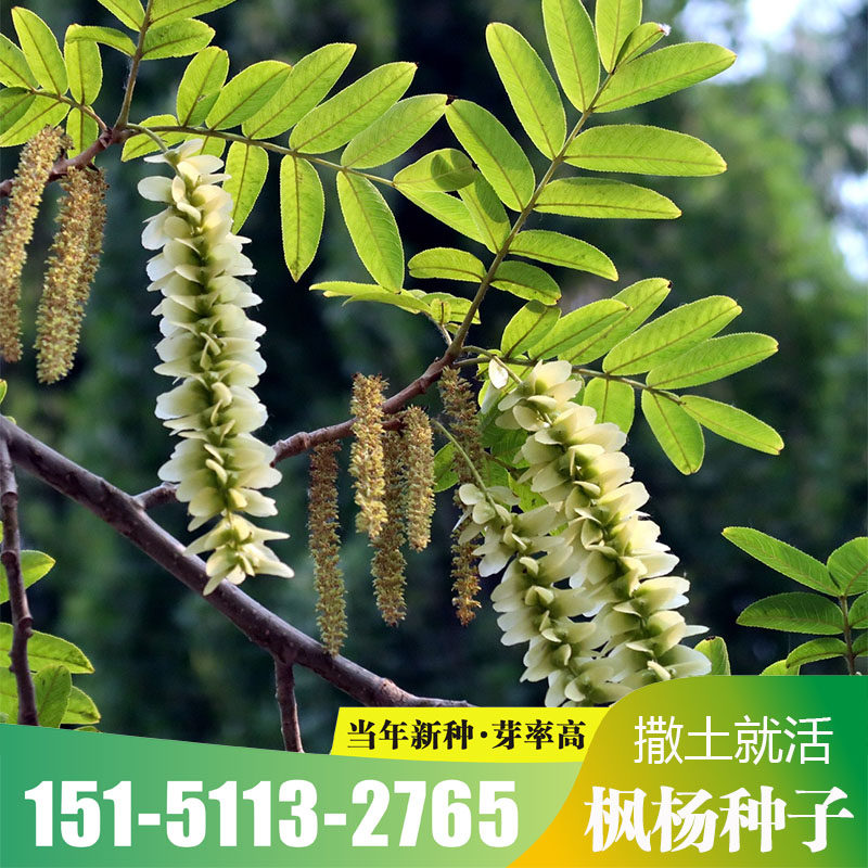 枫杨种子白杨大叶柳大叶头杨树水麻柳枰柳树蜈蚣柳枫杨树种子包邮
